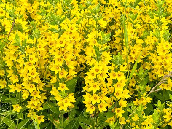 Flowers everywhere!