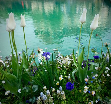 
Spring flowers in Thun
