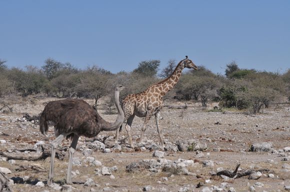 Whos getting to the finishline first