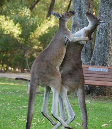 'Roo watching, Pinnaroo cemetery, Perth, WA 