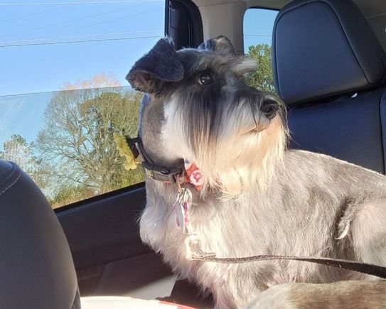 Coming home from the groomers 