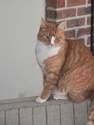 Someone is judging the Christmas decor. He’s climbed the tree twice so far. 