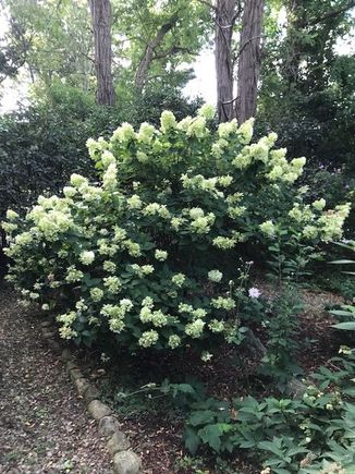 Blooming last year but maybe not this year. Sob!