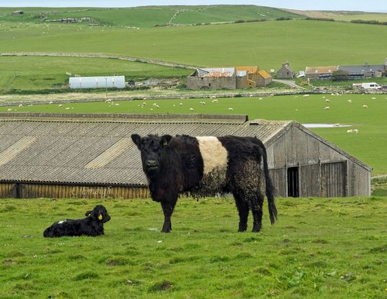 Belted Galloway cows