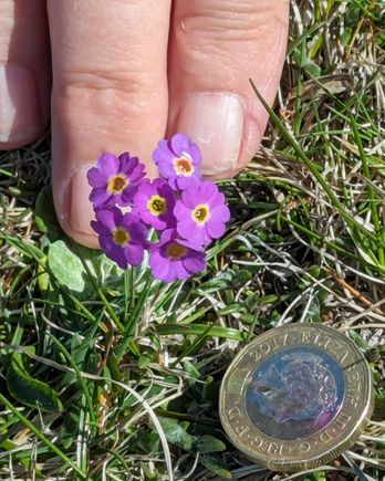 Scottish primrose, next to a coin for comparison