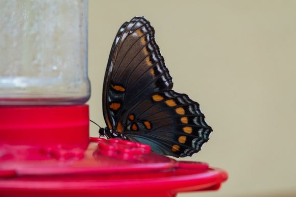A Red-spotted Purple butterfly (aka White Admiral) despite no red or purple! 