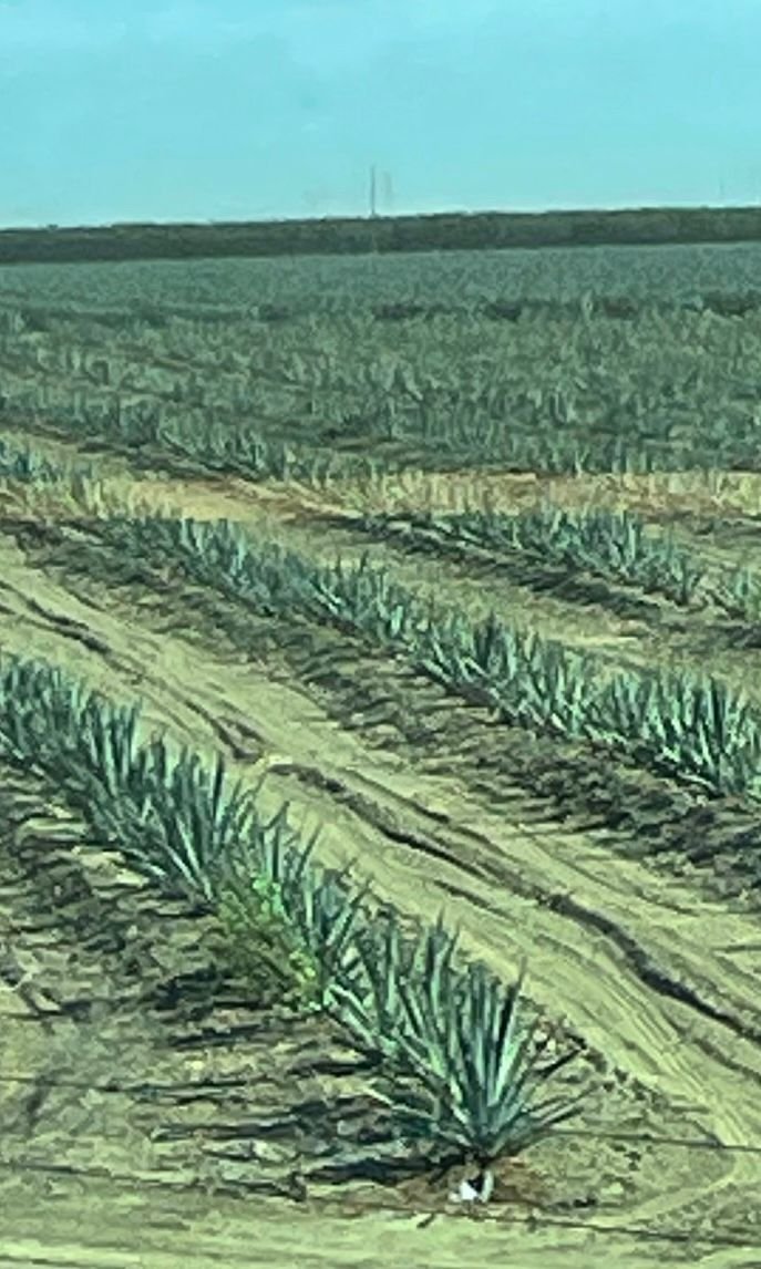 No water, here's a solution, someone has switched from nuts to agave based on this photo.  First field I've seen like this   Maybe moving from almonds to tequila?
