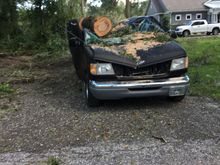 Found the pic of my neighbors van after the oak tree assault. This was from 10 +/- years ago