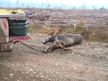 Moose found it's way to the road