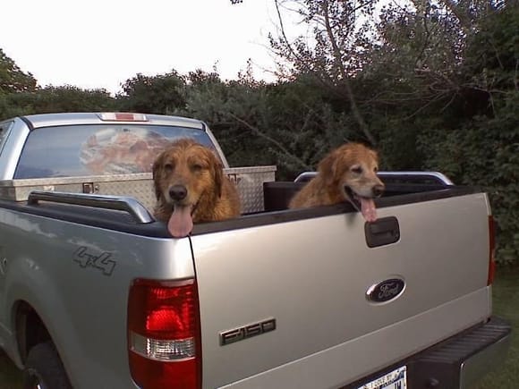 These 2 are gone now, but they rode thousands of miles in the back of several of my trucks. Between the 2 of them there was a golden in my house for 14 years.