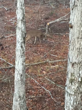 5 pointer I had to let walk by. This place has a minimum 8 point regulation.