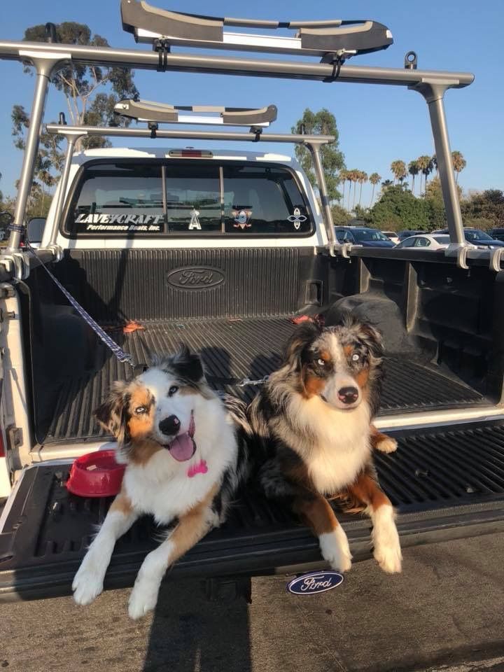 Lets see your truck dogs part 2 Ford Truck Enthusiasts Forums