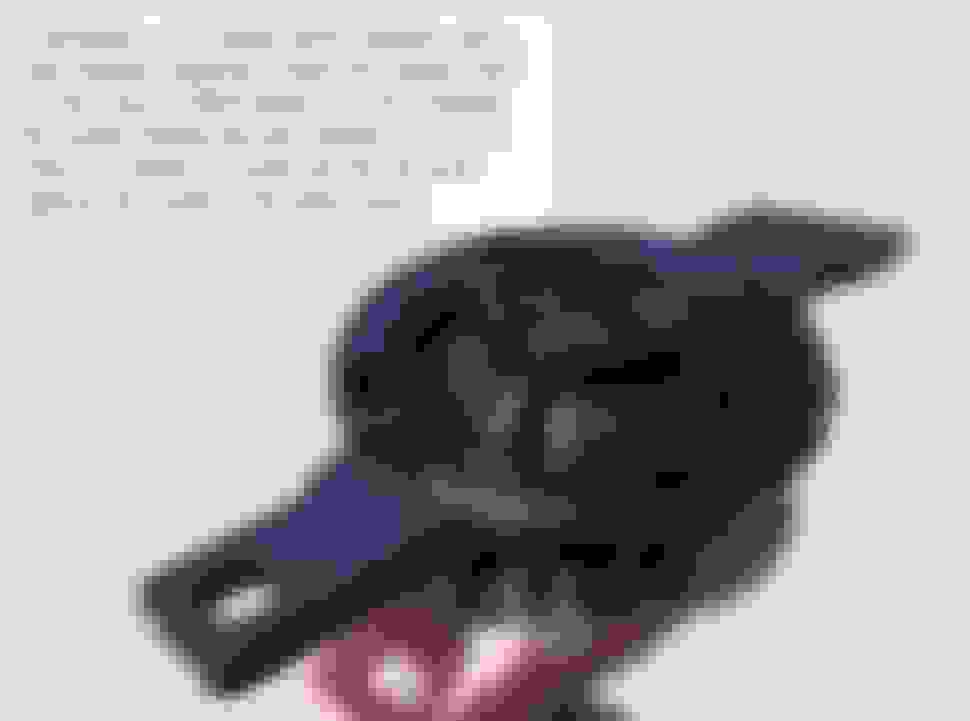 Tweeters Not Working After Swap Ford Truck Enthusiasts Forums