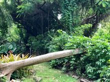 The cat hangs out there. 