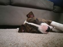 Wore her out. The only tone she's a good girl. We're training her though, she's getting much better.