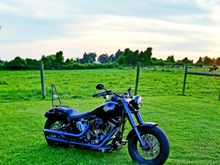 17 FLSS - Black Beauty