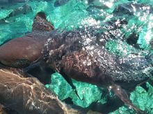 Sharks right up to the boat for feeding time