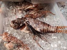 Lion fish anyone??