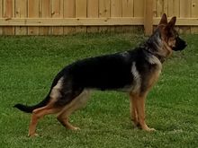 My pup Skye 6 months old 