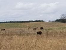 ....or at least the bison.