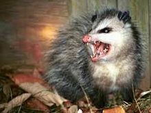 Demon Possum