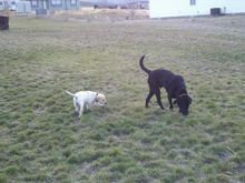 Jake at 6 yrs with our new puppy