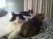 Our cat clan...Burberry is the tabby, Calvin Klein is the white/black Maine Coon, and his sister Stella McCartney is the little neurotic black/white nut job in the back.  I was NOT consulted in the naming, by the way...