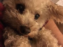 ...and General Tso's partner in mischief- "Chloe the Dog"