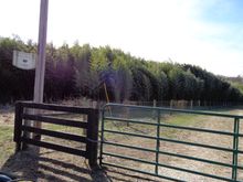 Every time I see a Bamboo forest, I tell my Grandson to look for a Panda bear