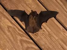 Little friend I found on my front porch the night before.