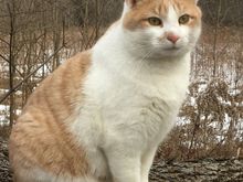 This is Bonzybonz. He was all skin and bones and looking for a home when I saw him walking thru the back yard. He was scared of us, but hungry enough to slink back and eat the food I put out for him. He kept coming back for more food of course and eventually began to trust us. Now he has the greatest home on earth and is like a child to my wife.