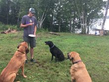 They can be well behaved when they want food.