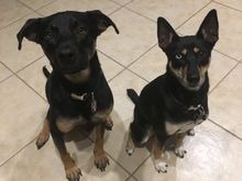 Our pups, Opie and Lucy.