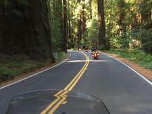 Avenue of the giants, California Redwoods.