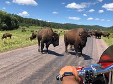 These two (with a calf behind them) stopped traffic for a good 3~4 minutes and crept closer and closer as I backed away...