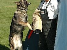 My retired dog "Spike" at work
