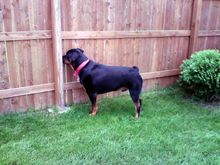 Butkus, my 130 lb. Rottie trying to get at the dog on the other side of the fence!  He's a boy and the one on the other side is a girl!