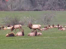 Elk Ranch