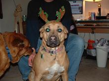 Our little reindeer