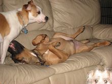 Sleeping Dag with others considering a coup.