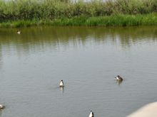 Duck feeding time