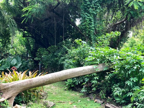 The cat hangs out there. 