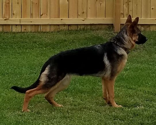 My pup Skye 6 months old 