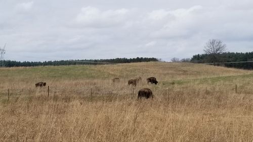 ....or at least the bison.