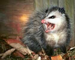 Demon Possum
