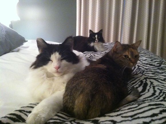 Our cat clan...Burberry is the tabby, Calvin Klein is the white/black Maine Coon, and his sister Stella McCartney is the little neurotic black/white nut job in the back.  I was NOT consulted in the naming, by the way...