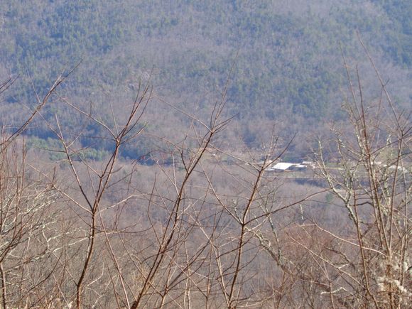 Barren trees down thru Peppers Creek