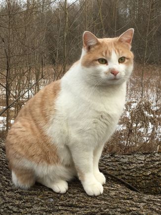 This is Bonzybonz. He was all skin and bones and looking for a home when I saw him walking thru the back yard. He was scared of us, but hungry enough to slink back and eat the food I put out for him. He kept coming back for more food of course and eventually began to trust us. Now he has the greatest home on earth and is like a child to my wife.