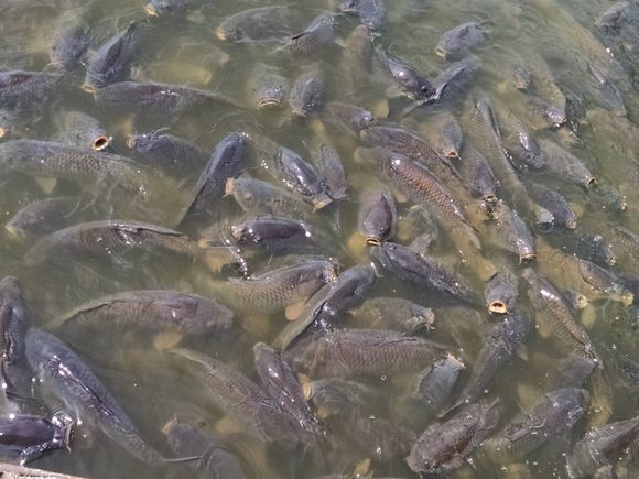Carp at Pymatuning