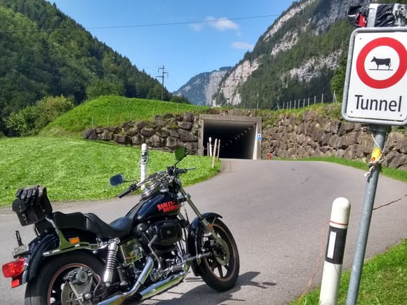 Such a Swiss sign here in the mountains, watch out for cows in the tunnel